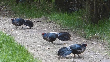 Video: Kalij Pheasant